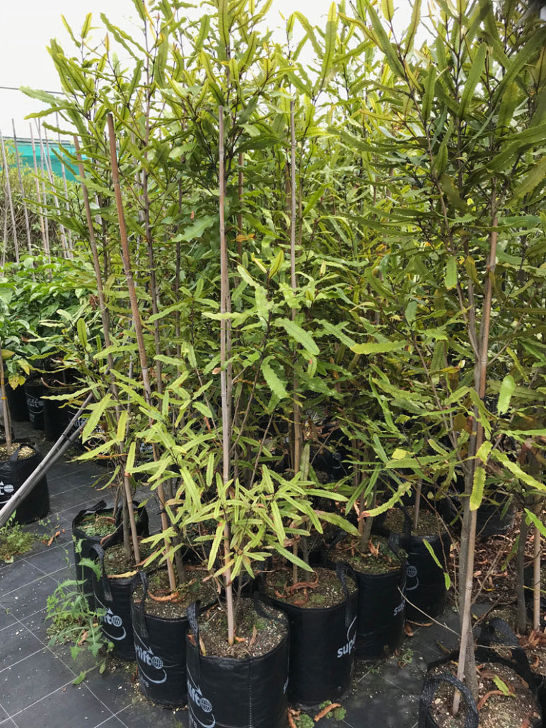 Rewarewa (Knightia excelsa)