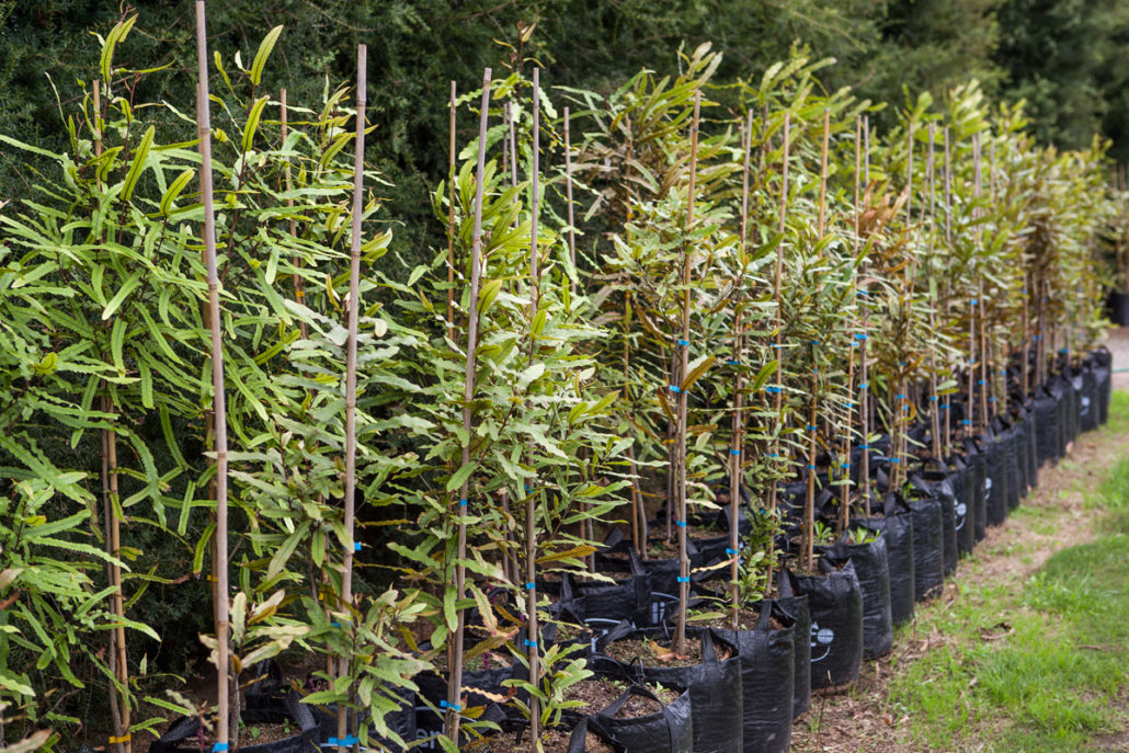 Rewarewa (Knightia excelsa) - Takana
