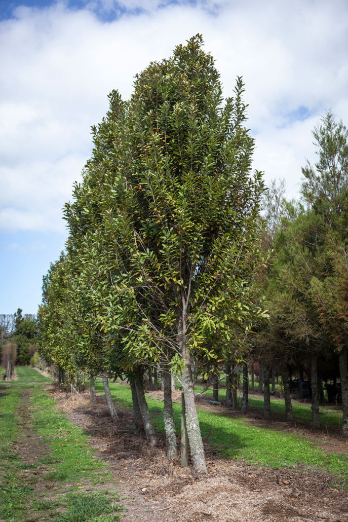 Rewarewa (Knightia excelsa)