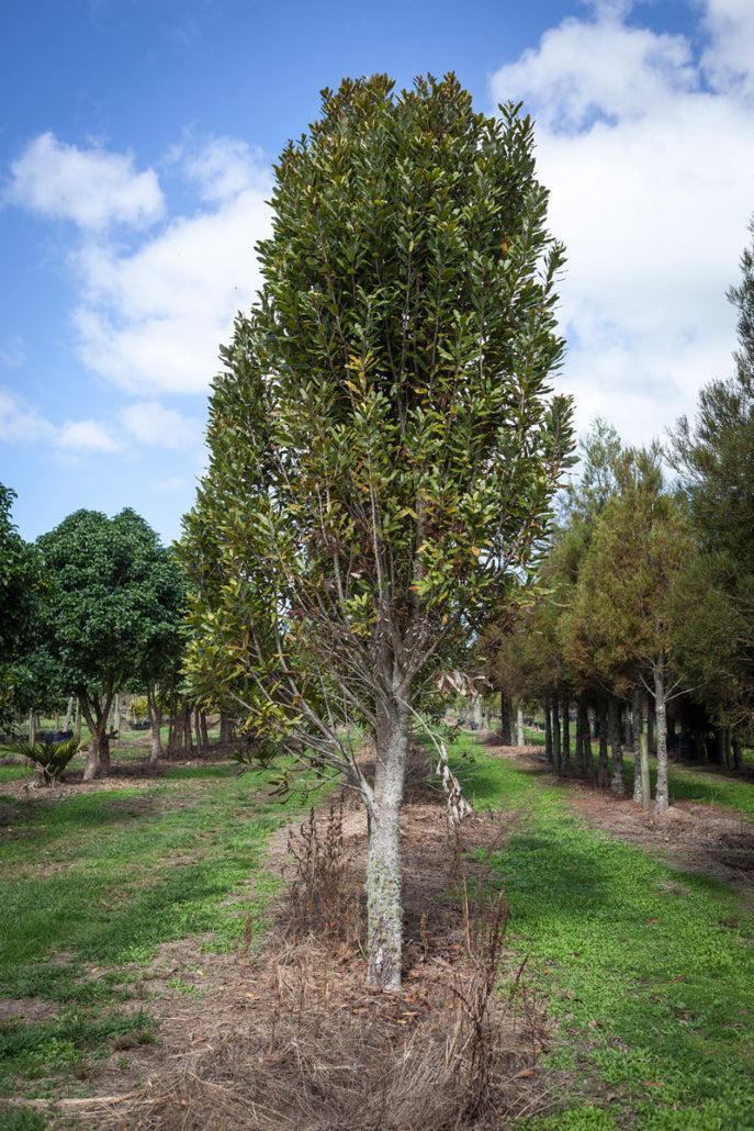Rewarewa (Knightia excelsa)