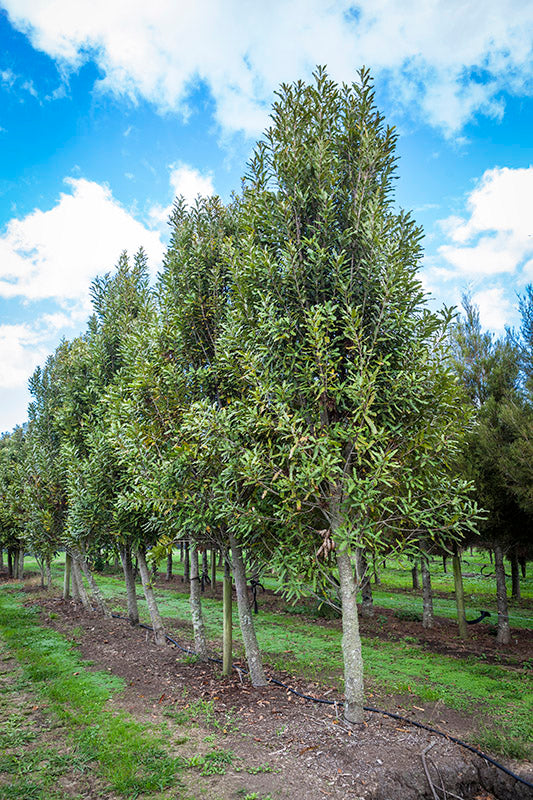 Rewarewa (Knightia excelsa)