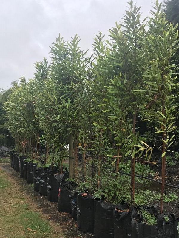 Rewarewa (Knightia excelsa)