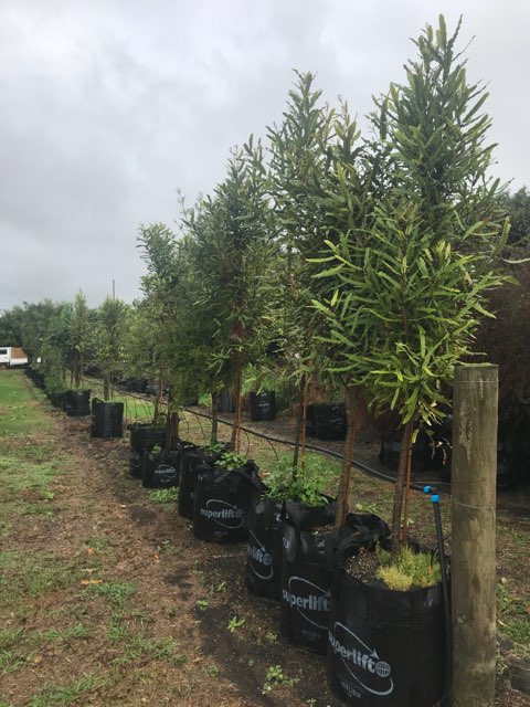 Rewarewa (Knightia excelsa)