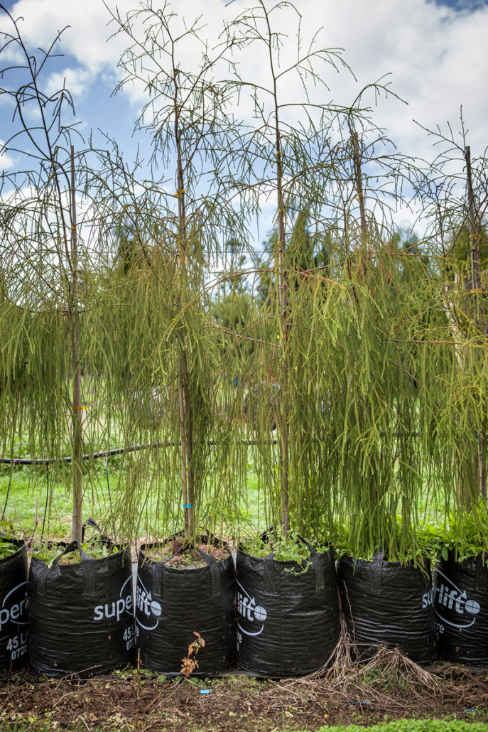 Rimu (Dacrydium cupressinum)