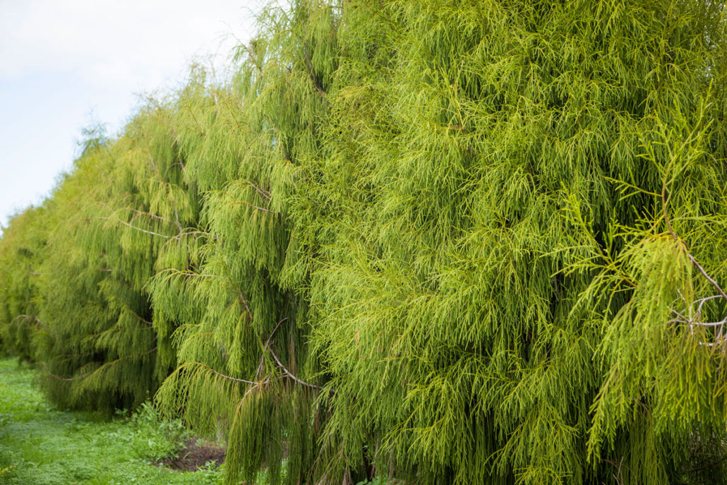 Rimu (Dacrydium cupressinum)