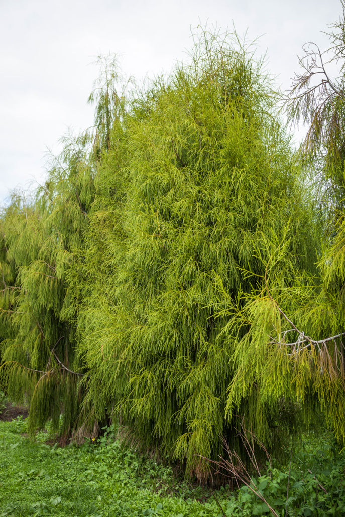 Rimu (Dacrydium cupressinum)
