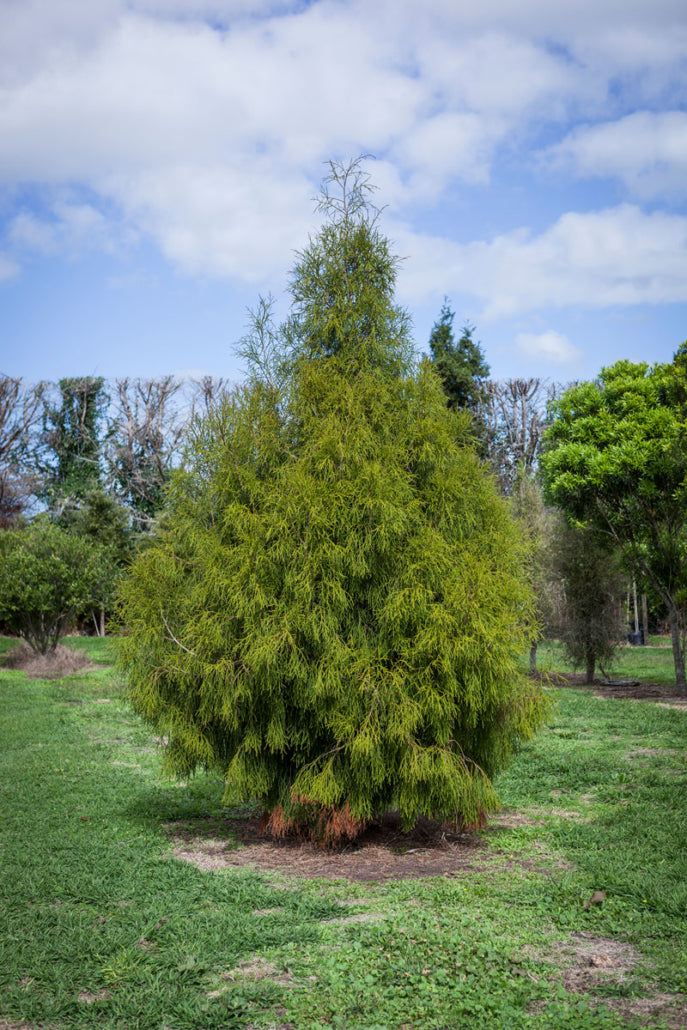 Rimu (Dacrydium cupressinum)