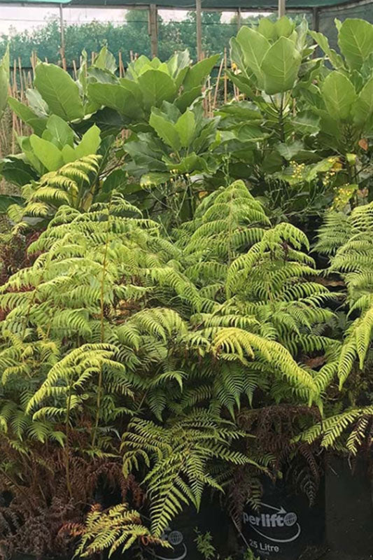 Silver Tree Fern (Alsophila tricolor)