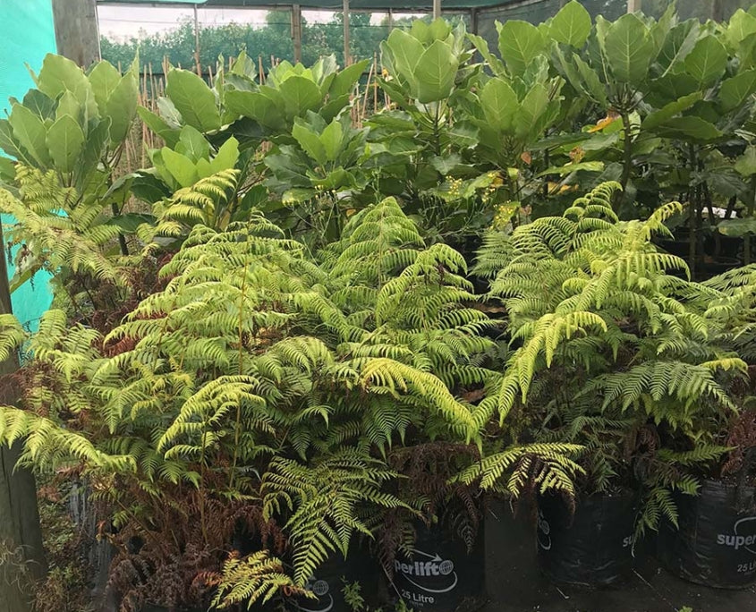 Silver Tree Fern (Alsophila tricolor)