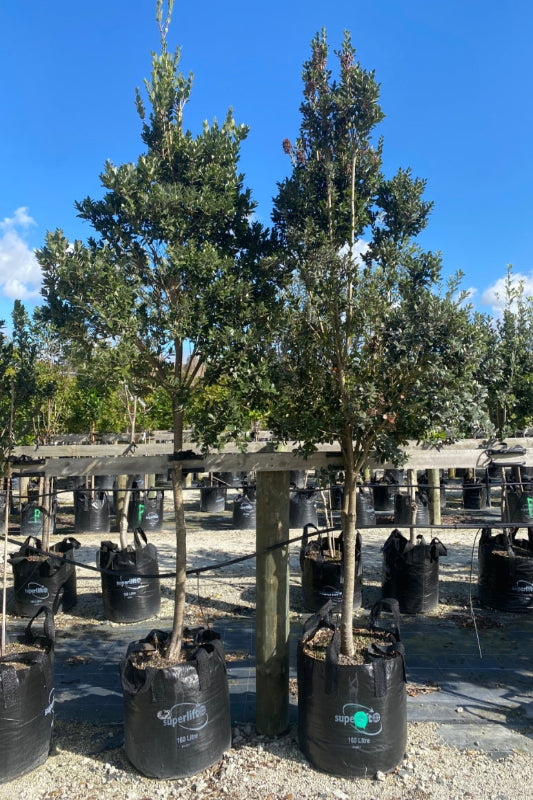 Sirocco (Metrosideros excelsa x robusta)