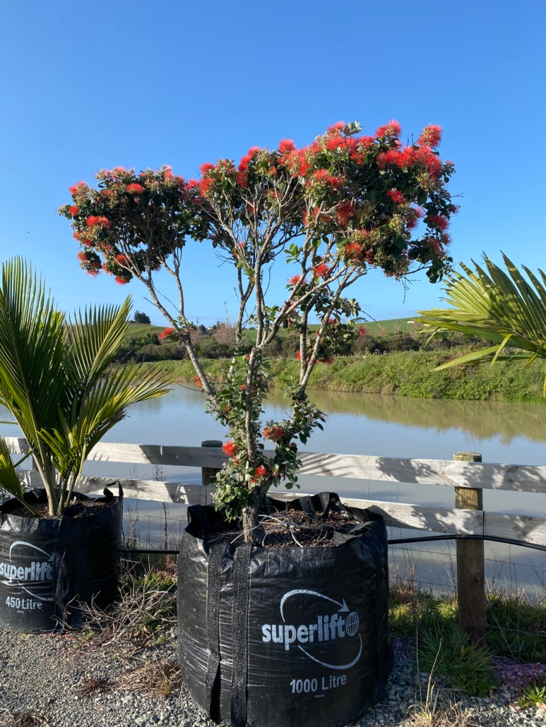 Springfire (Metrosideros collina X)