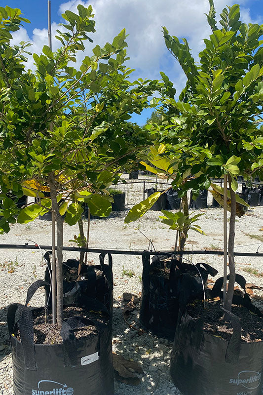 Takana Streblus smithii