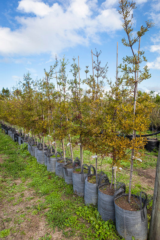 Tanekaha (Phyllocladus trichomanoides)