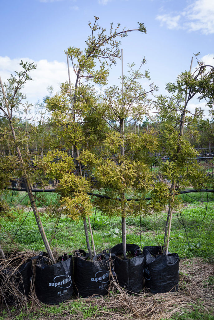 Tanekaha (Phyllocladus trichomanoides)