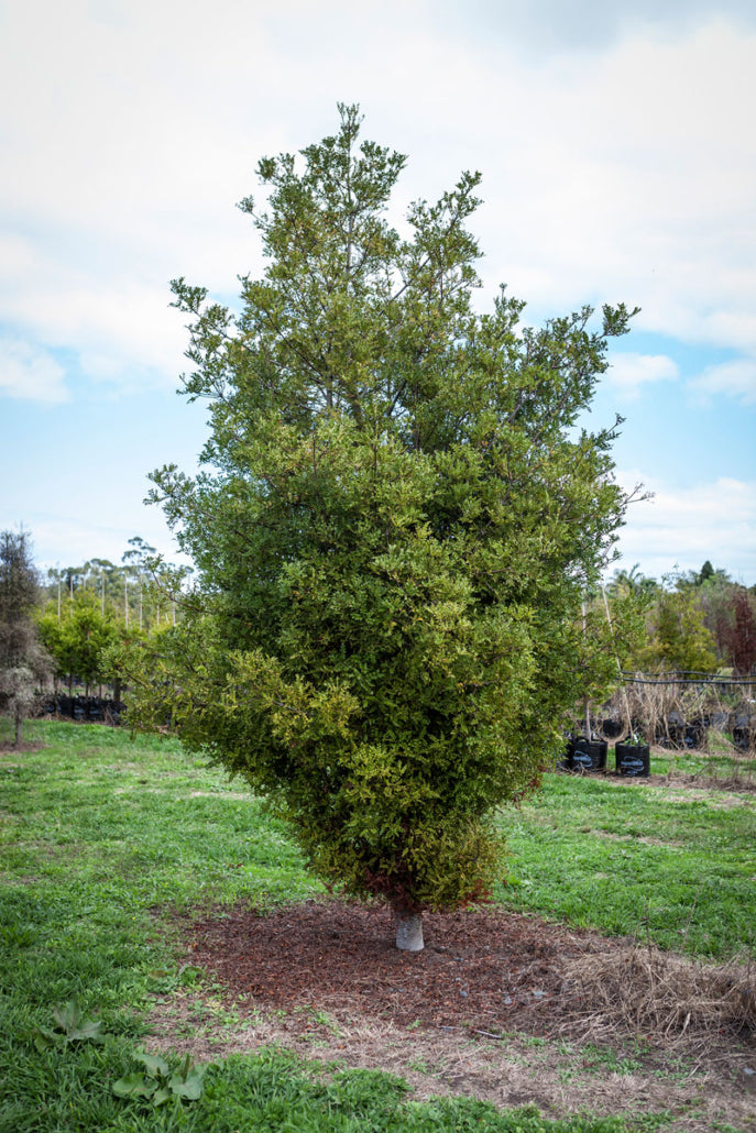 Tanekaha (Phyllocladus trichomanoides)