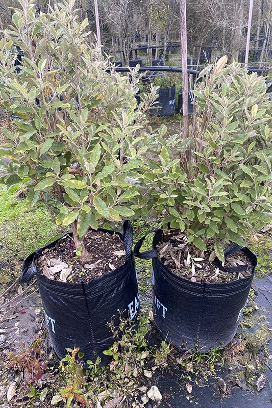 Tanguru (Shawia albida)
