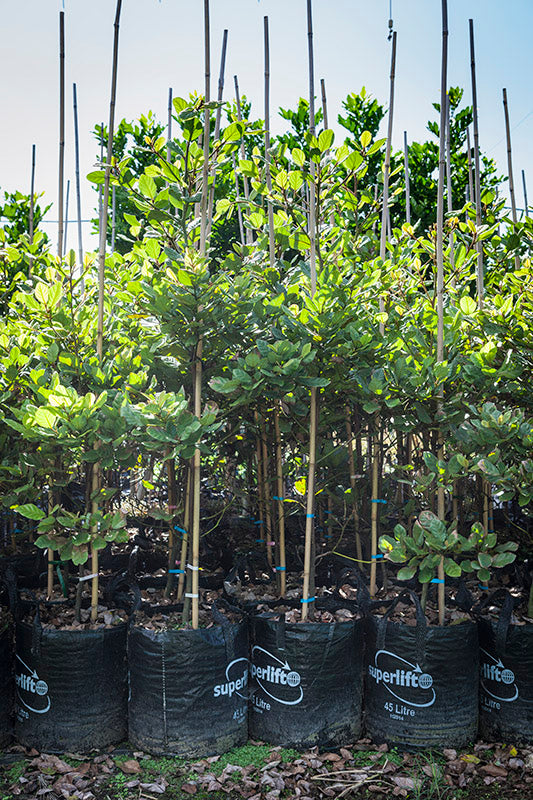 Taraire (Beilschmiedia tarairi)