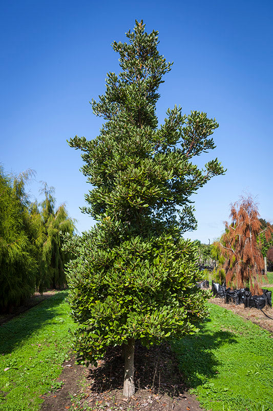Taraire (Beilschmiedia tarairi)