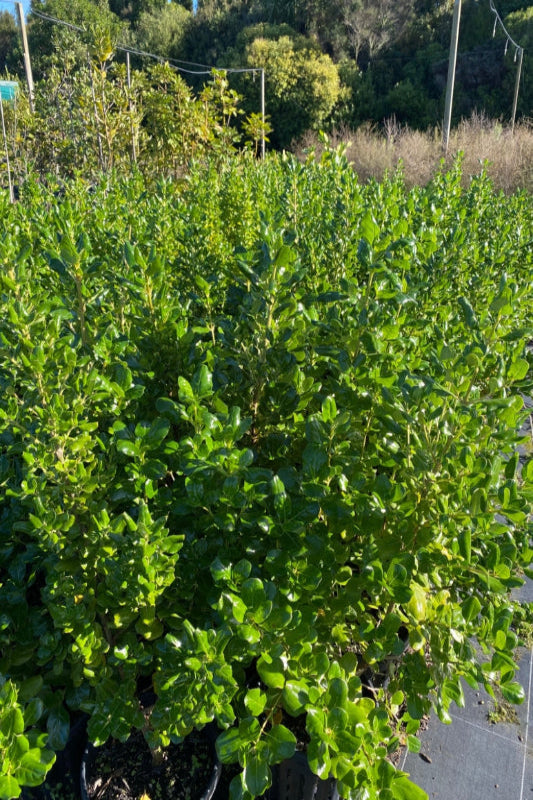 Taupata (Coprosma repens)