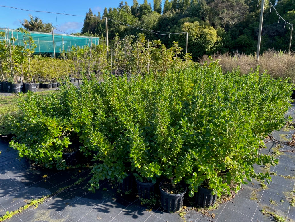 Taupata (Coprosma repens)