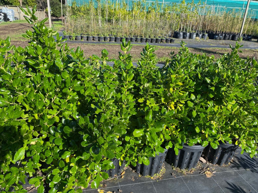 Taupata (Coprosma repens)