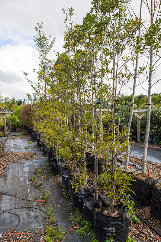 Tawa (Beilschmiedia tawa)