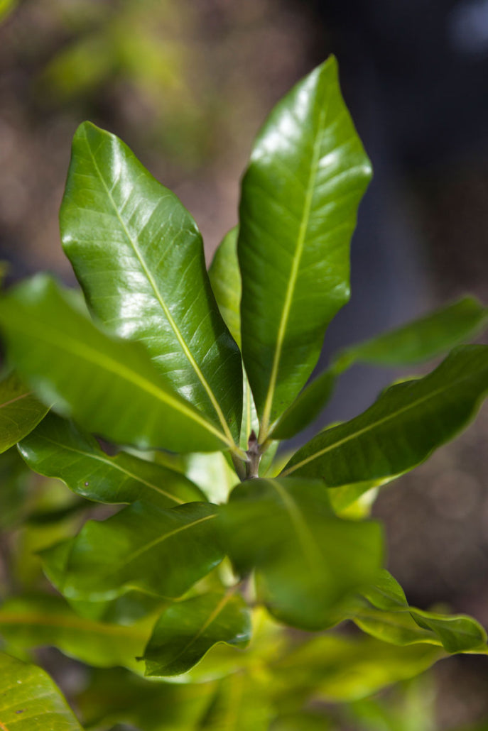 Tawapou (Planchonella costata)