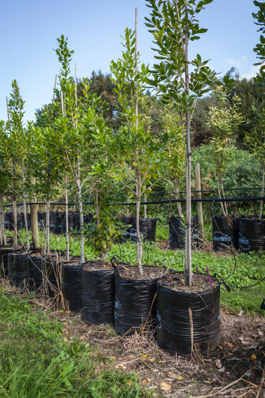 Tawapou (Planchonella costata)
