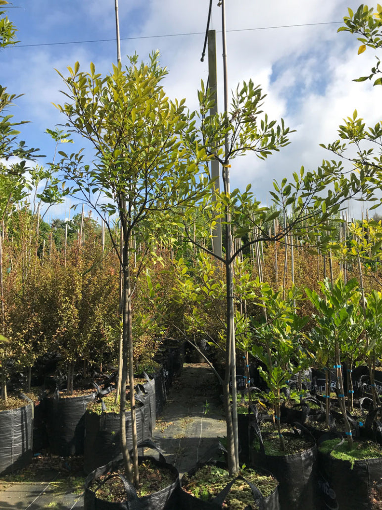 Takana Tawhero (Pterophylla sylvicola)