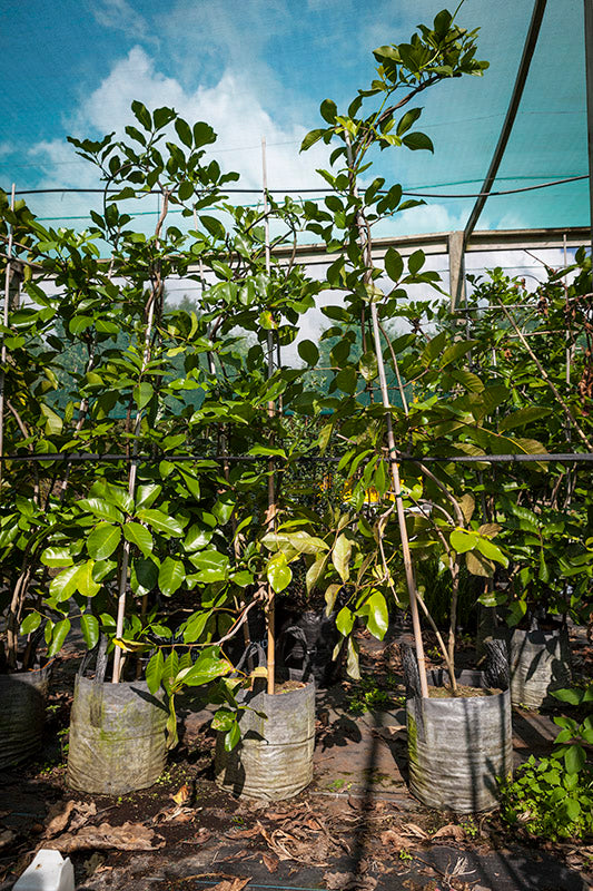 Tecomanthe (Tecomanthe speciosa)