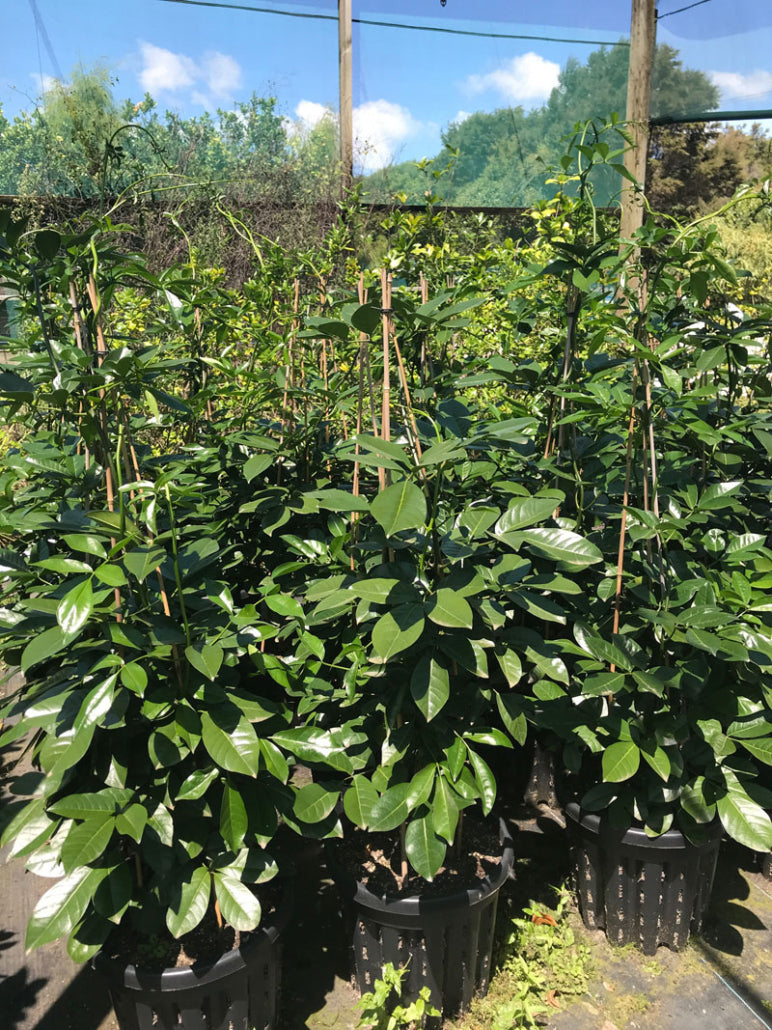 Tecomanthe (Tecomanthe speciosa)
