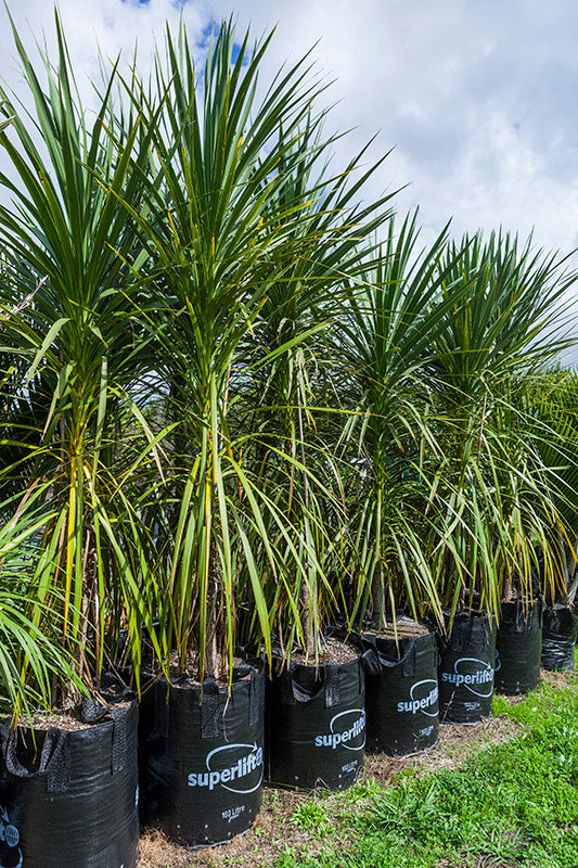 Takana_Ti Kouka (Cordyline australis)