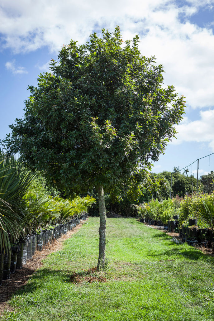 Takana_Titoki (Alectryon excelsus)