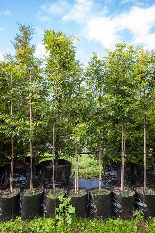 Takana_Titoki (Alectryon excelsus)