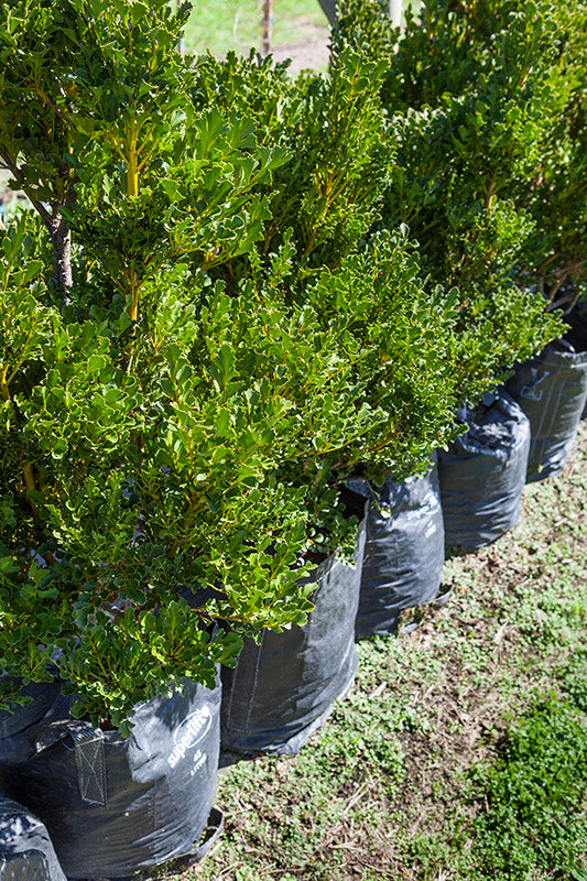 Toatoa (Phyllocladus toa toa)