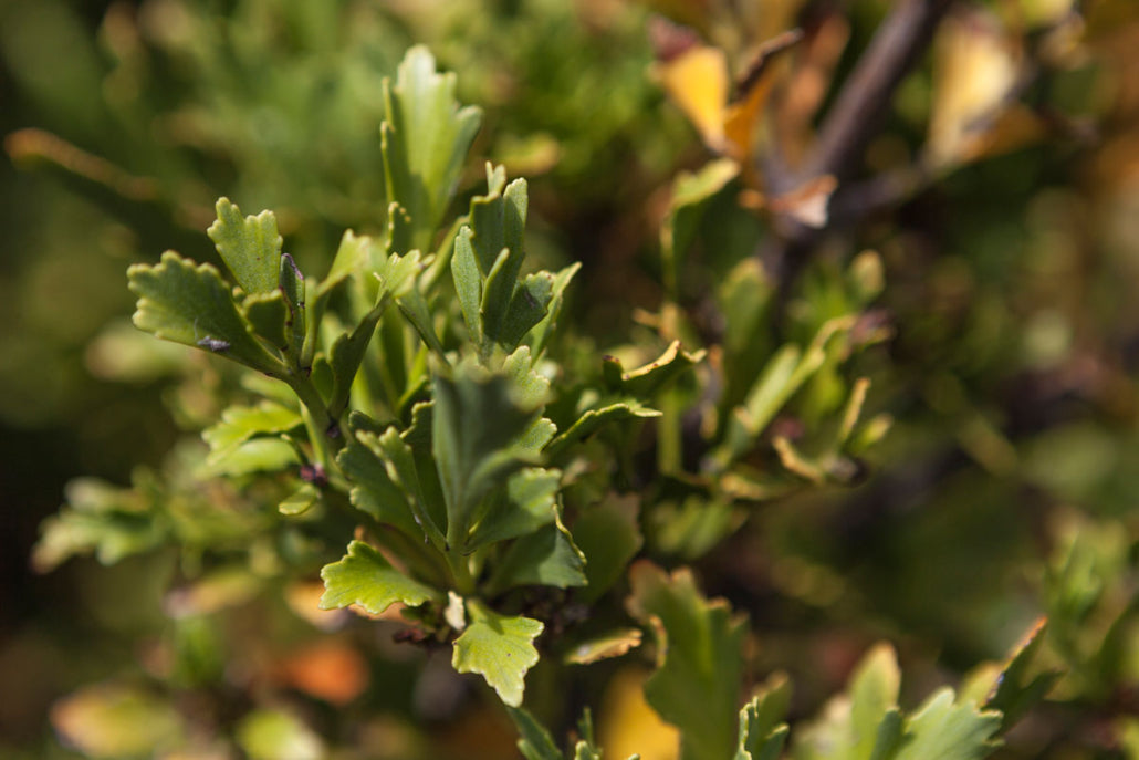 Toatoa (Phyllocladus toa toa)