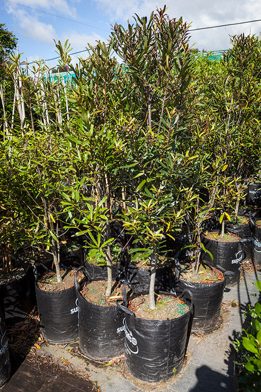 Takana Toro (Myrsine salicina)