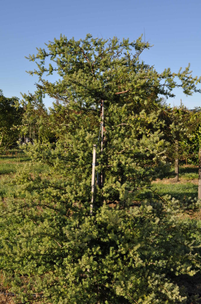 Totara Blue (Podocarpus totara matapouri blue)
