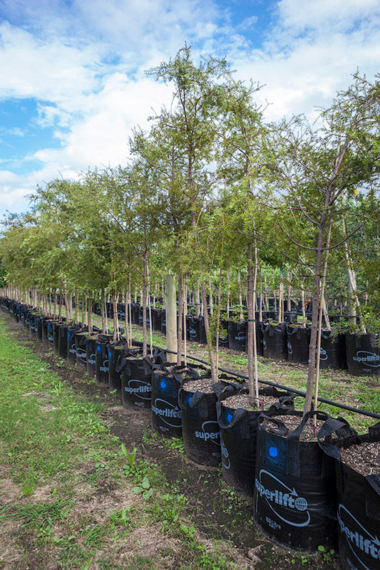 Takana Totara (Podocarpus totara)