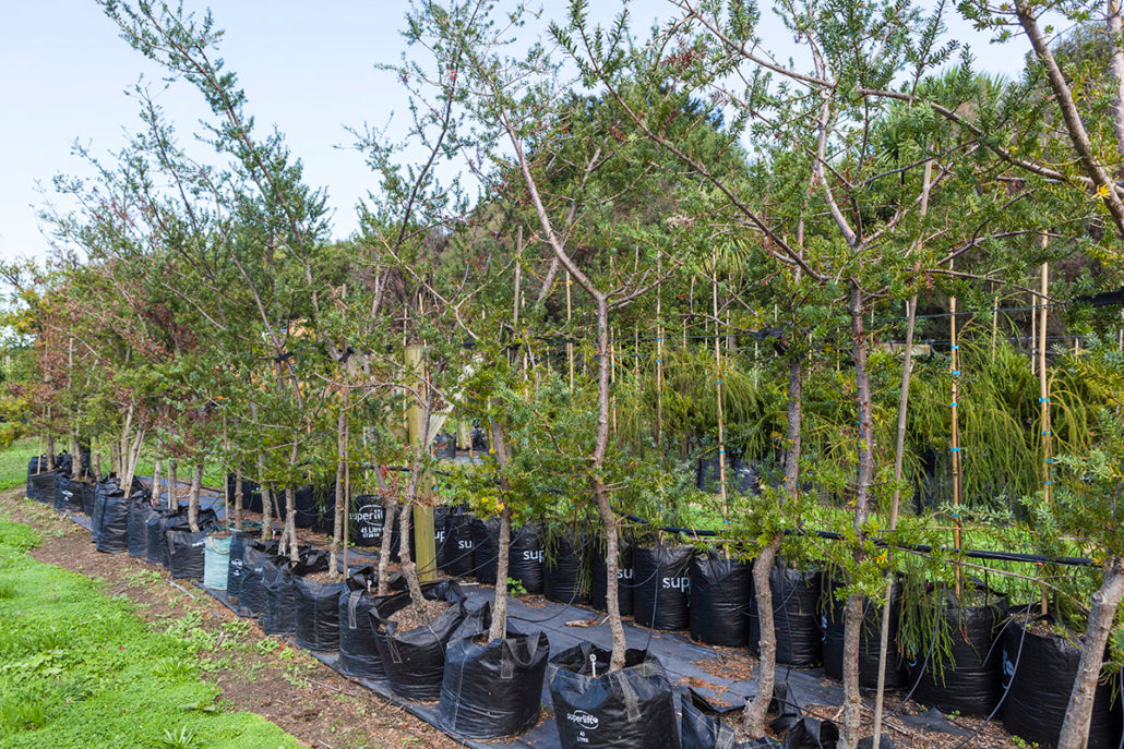 Takana Totara (Podocarpus totara)