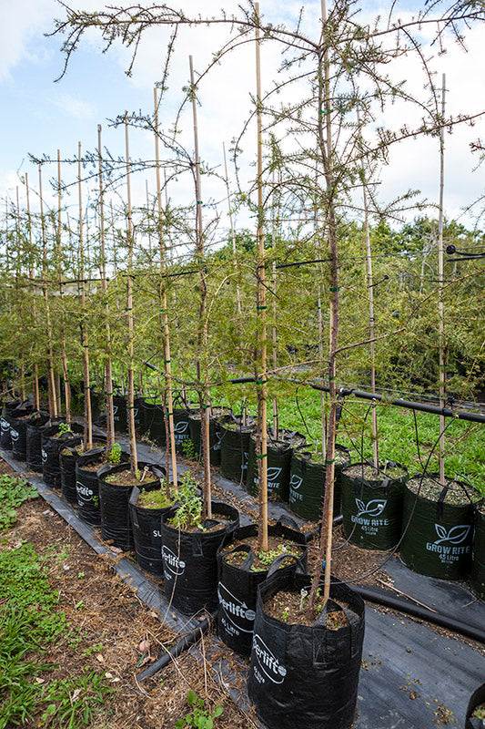 Takana Totara (Podocarpus totara)