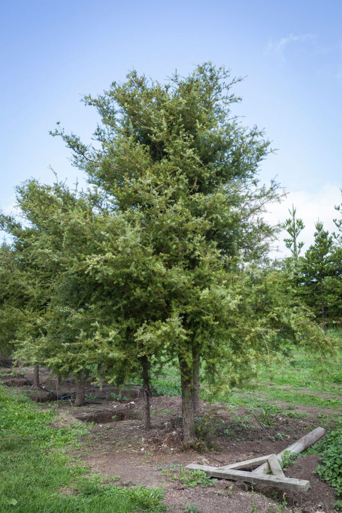 Takana Totara (Podocarpus totara)