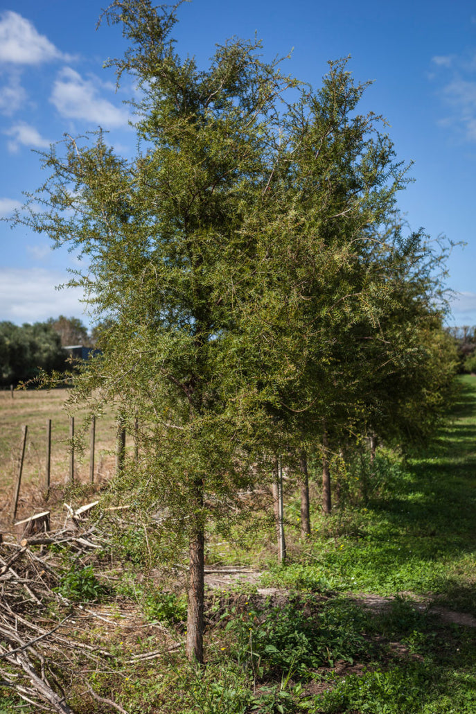 Takana Totara (Podocarpus totara)