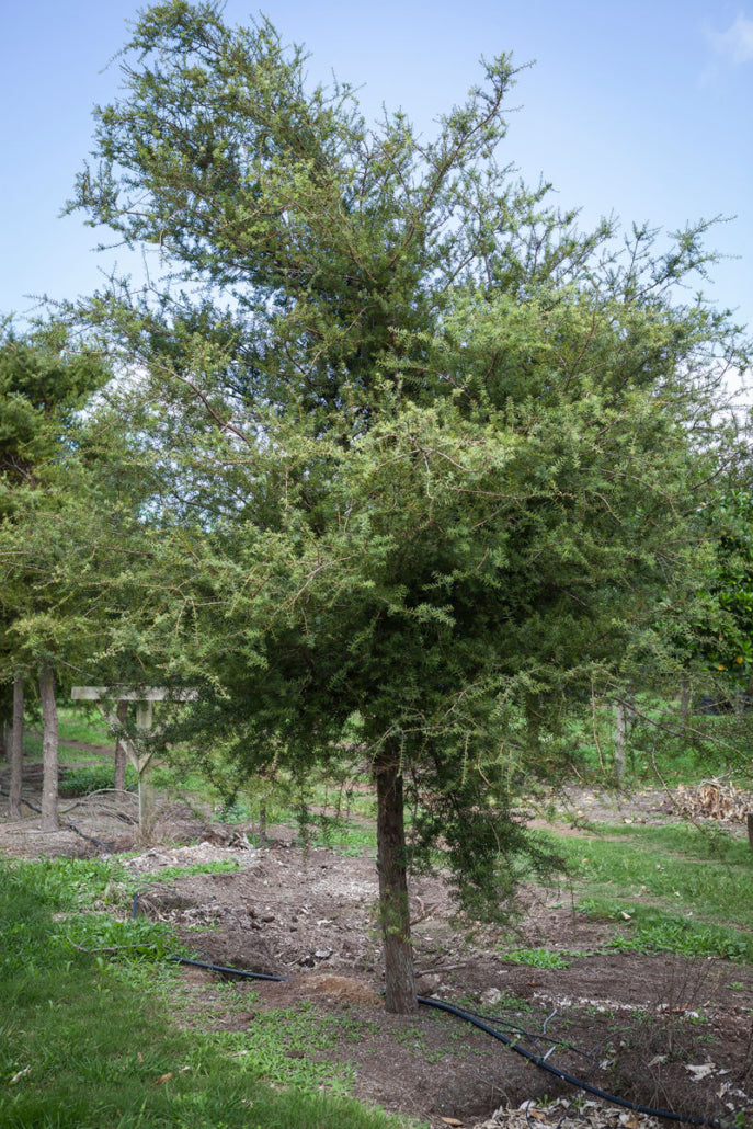 Takana Totara (Podocarpus totara)