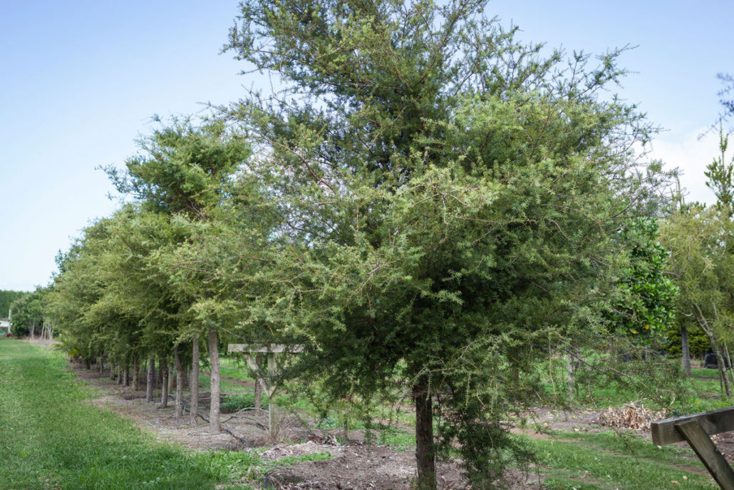 Takana Totara (Podocarpus totara)
