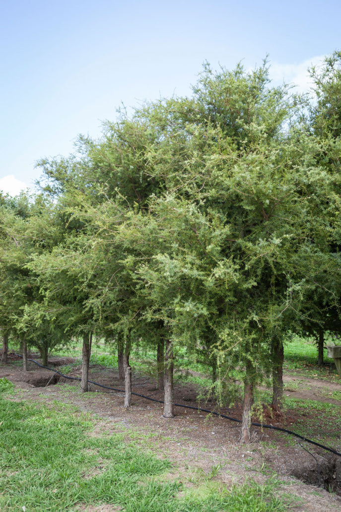 Takana Totara (Podocarpus totara)