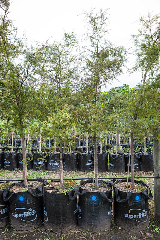 Takana Totara (Podocarpus totara)