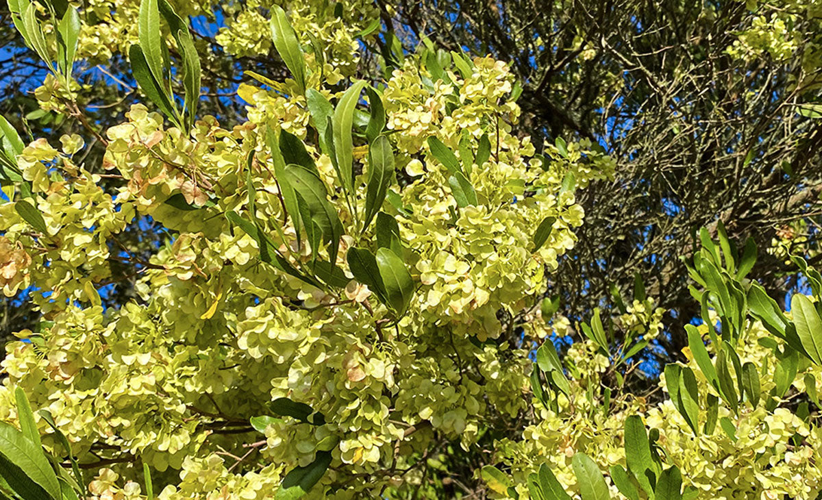 Read about the Ake Ake native tree
