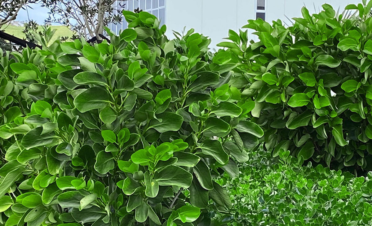 Read about the Akepuka tree