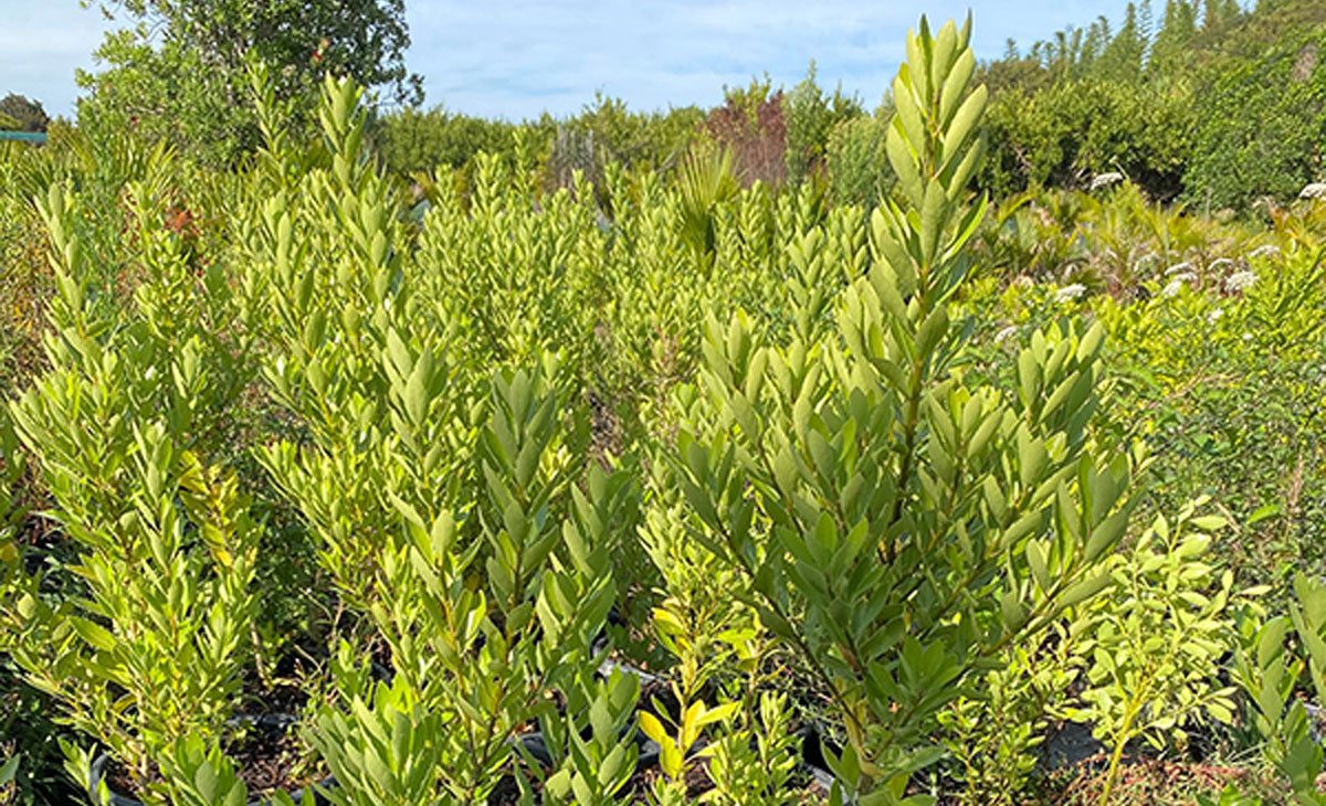 Read about the Coastal Mahoe Tree